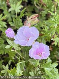 Attēlu rezultāti vaicājumam “Geranium sanguineum”
