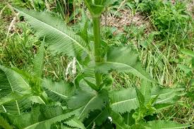Image result for Dipsacus laciniatus