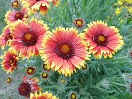 Image result for Gaillardia `Kobold`