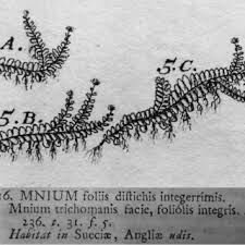 Attēlu rezultāti vaicājumam “Calypogeia azurea macro”