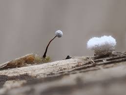 Attēlu rezultāti vaicājumam “Physarum pezizoideum stalked”