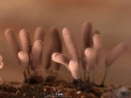 Attēlu rezultāti vaicājumam “Stemonitopsis hyperopta”