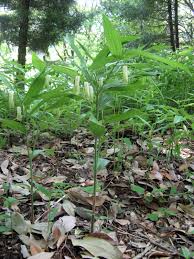 Attēlu rezultāti vaicājumam “Diderma globosum sessile”