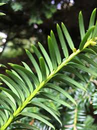 Attēlu rezultāti vaicājumam “Taxus baccata bud”