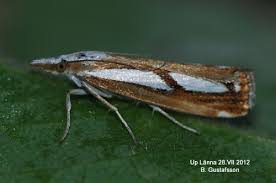 Attēlu rezultāti vaicājumam “Catoptria permutatellus”