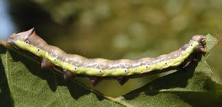 Attēlu rezultāti vaicājumam “Pheosia gnoma male”