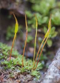 Attēlu rezultāti vaicājumam “Aloina rigida”