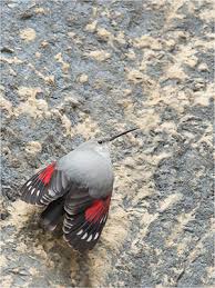 Image result for Tichodroma muraria