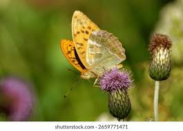 Attēlu rezultāti vaicājumam “Argynnis laodice male”