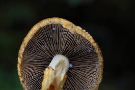 Attēlu rezultāti vaicājumam “Psathyrella lacrymabunda”