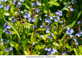 Attēlu rezultāti vaicājumam “Veronica beccabunga leaf”
