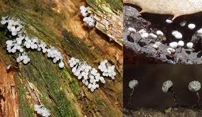 Attēlu rezultāti vaicājumam “Didymium bahiense”