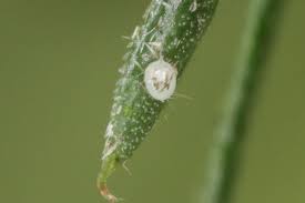 Attēlu rezultāti vaicājumam “Catarhoe rubidata”