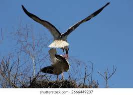 Attēlu rezultāti vaicājumam “Ciconiiformes”