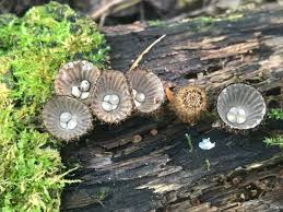 Attēlu rezultāti vaicājumam “Cyathus striatus”