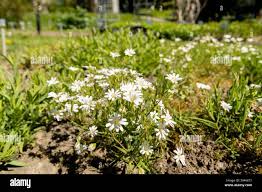 Attēlu rezultāti vaicājumam “Stellaria holostea fruit”