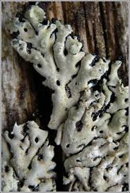 Attēlu rezultāti vaicājumam “Menegazzia terebrata”