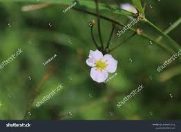 Attēlu rezultāti vaicājumam “Alisma gramineum”