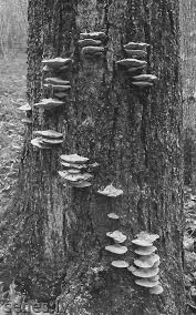 Attēlu rezultāti vaicājumam “Inonotus leporinus”