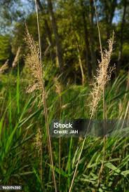 Attēlu rezultāti vaicājumam “Phragmites communis fruit”