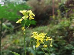 Attēlu rezultāti vaicājumam “Sinapis arvensis flower”