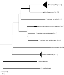Attēlu rezultāti vaicājumam “Pyralis regalis”
