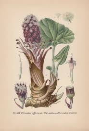 Image result for Petasites officinalis