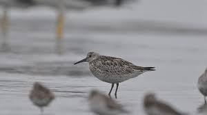 Image result for Calidris tenuirostris