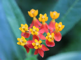 Attēlu rezultāti vaicājumam “Asclepiadaceae”