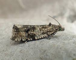 Attēlu rezultāti vaicājumam “Celypha striana”