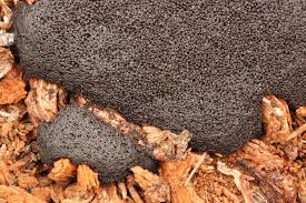 Attēlu rezultāti vaicājumam “Lindbladia tubulina spores”