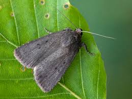 Attēlu rezultāti vaicājumam “Amphipyra perflua”