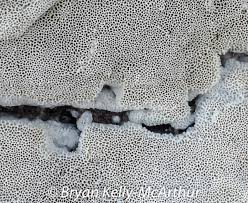 Attēlu rezultāti vaicājumam “Trechispora mollusca”