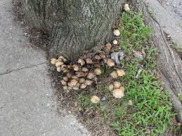 Image result for coprinus
