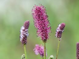 Image result for Sanguisorba officinalis