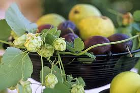 Attēlu rezultāti vaicājumam “Humulus lupulus fruit”