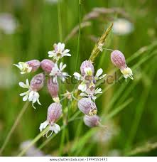Image result for Silene vulgaris