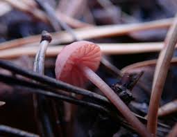 Attēlu rezultāti vaicājumam “Mycena rosella”