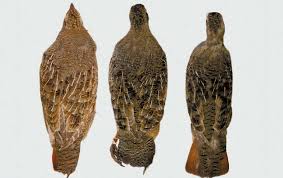 Attēlu rezultāti vaicājumam “Perdix perdix”