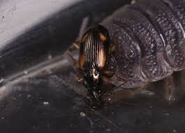 Attēlu rezultāti vaicājumam “Bembidion sp.”