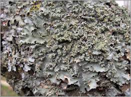 Attēlu rezultāti vaicājumam “Punctelia subrudecta”