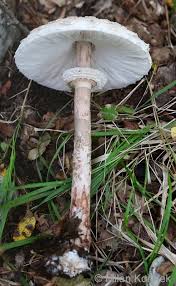 Attēlu rezultāti vaicājumam “Macrolepiota procera”