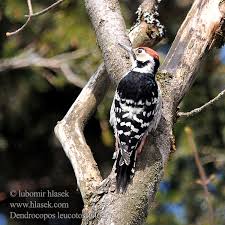 Attēlu rezultāti vaicājumam “Dendrocopos leucotos male”