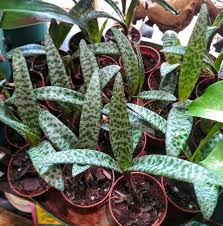 Attēlu rezultāti vaicājumam “Lycogala leopardinum sessile”