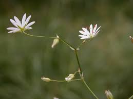 Attēlu rezultāti vaicājumam “Stellaria graminea”