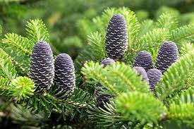 Attēlu rezultāti vaicājumam “Antitrichia curtipendula macro”