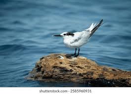 Attēlu rezultāti vaicājumam “Sterna sandvicensis adult”