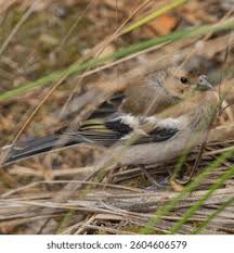 Attēlu rezultāti vaicājumam “Fringilla coelebs juvenile”