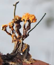 Attēlu rezultāti vaicājumam “Lycogala cf. oleocrystalliferum”