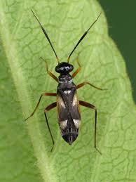 Attēlu rezultāti vaicājumam “Dryophilocoris flavoquadrimaculatus imago”